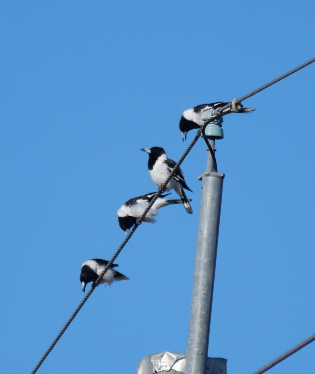 Pied Butcherbird - ML639197595