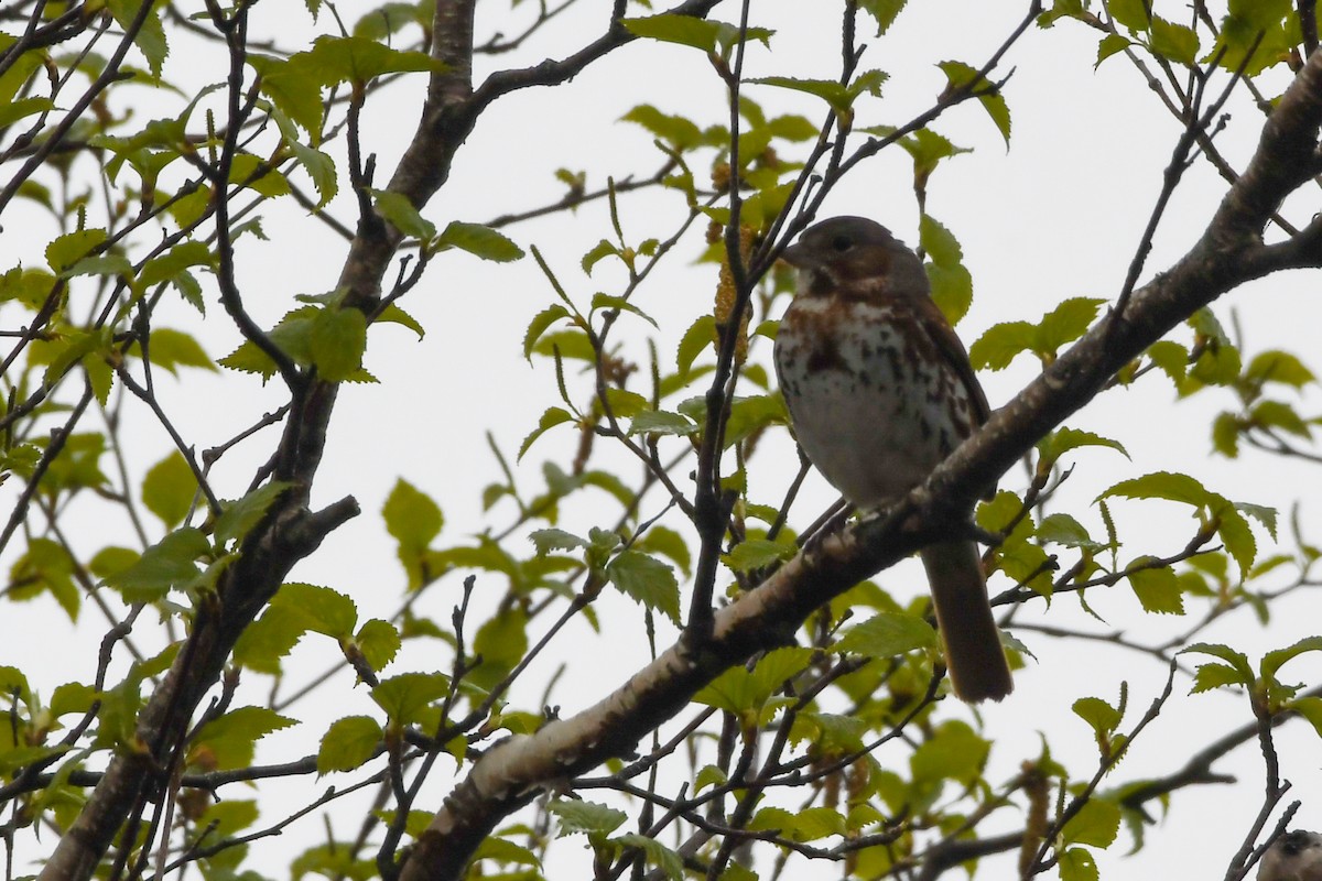 Fox Sparrow - ML639197653