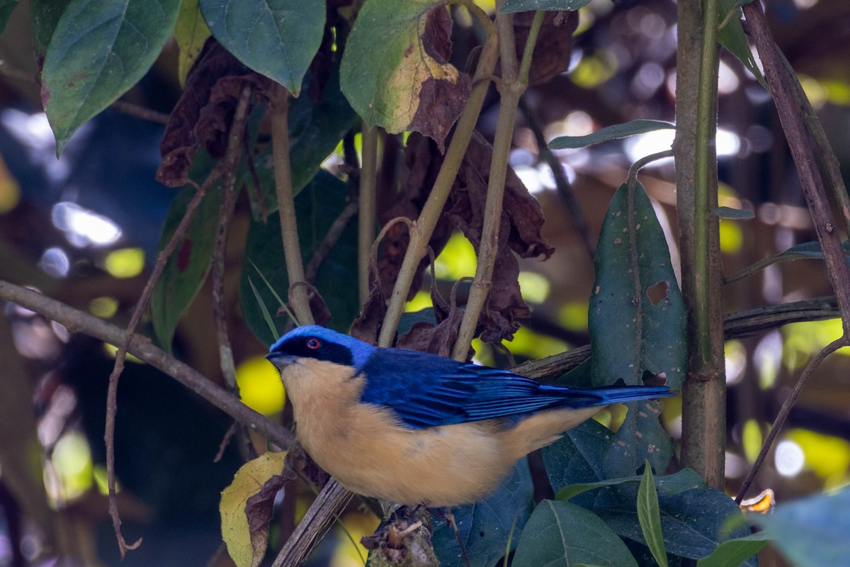 Fawn-breasted Tanager - ML639197701