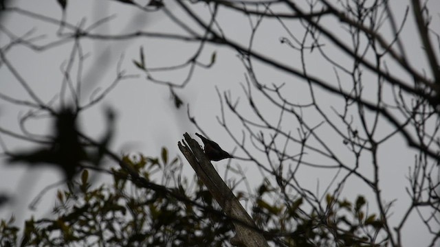 Velvet-fronted Nuthatch - ML639197741