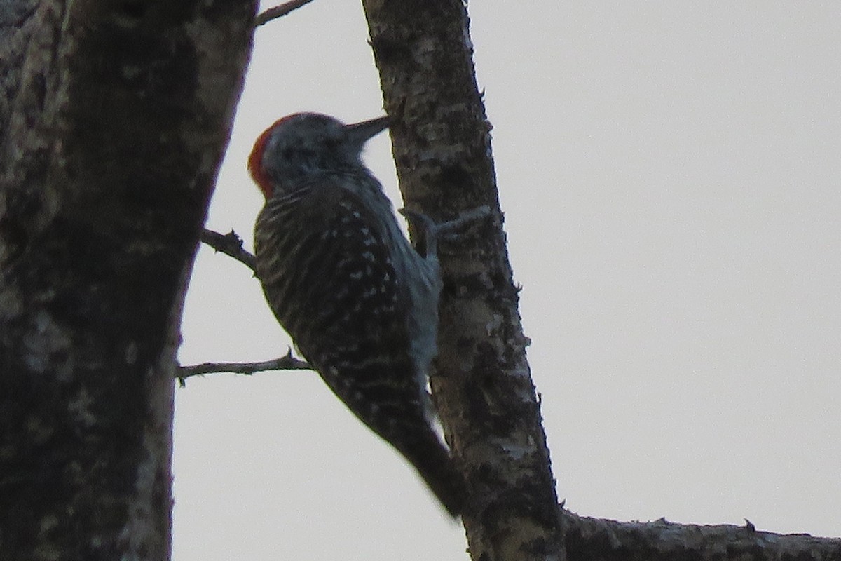 Abyssinian Woodpecker - ML639197789