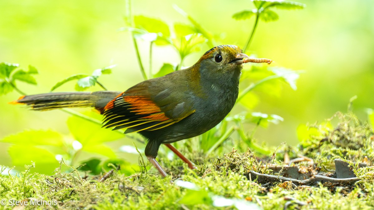 Emei Shan Liocichla - ML639197809