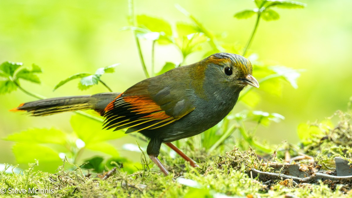 Emei Shan Liocichla - ML639197810