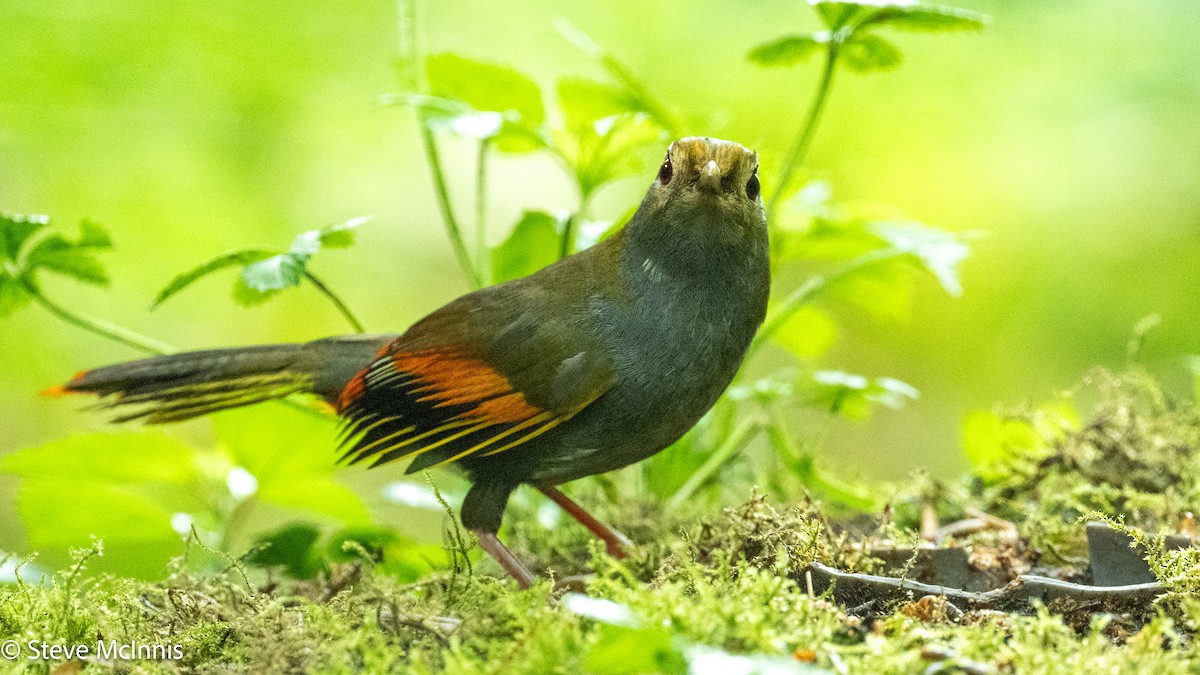 Emei Shan Liocichla - ML639197811