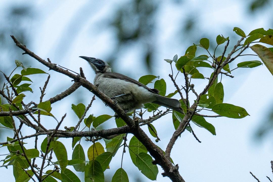 Timor Oriole - ML639197856