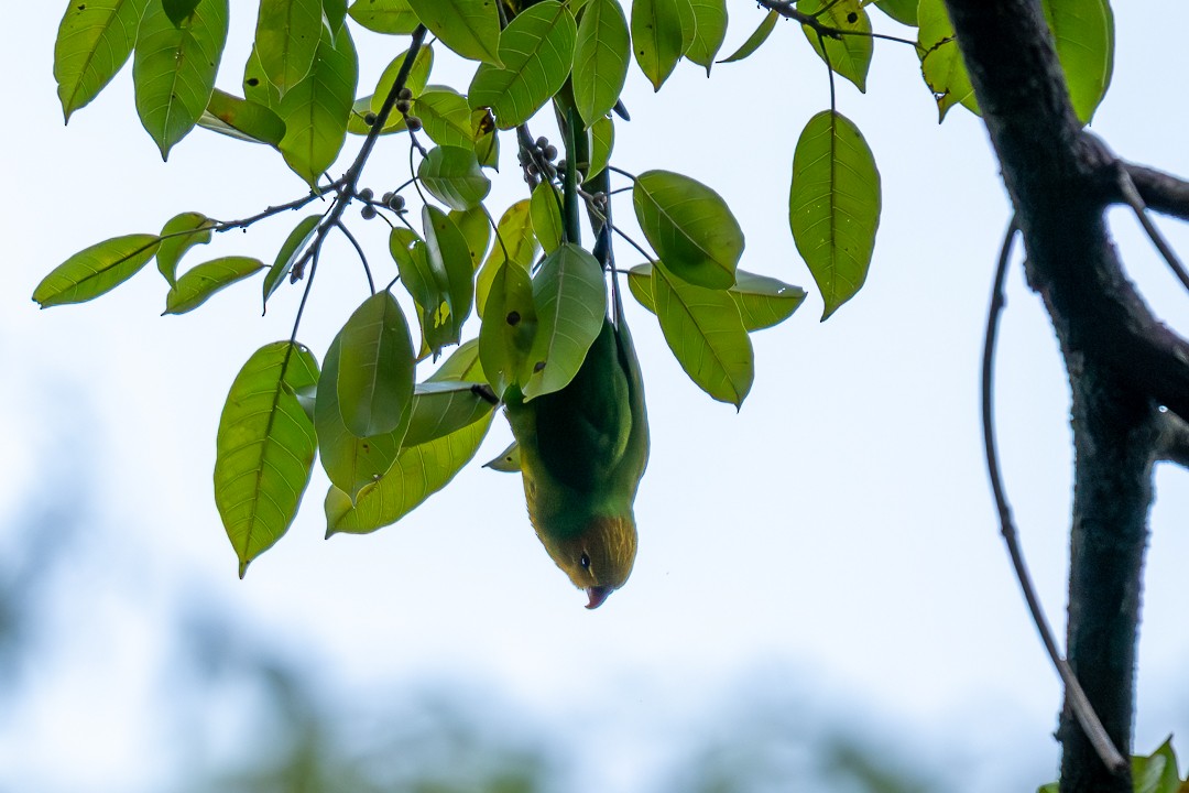 Olive-headed Lorikeet - ML639197877