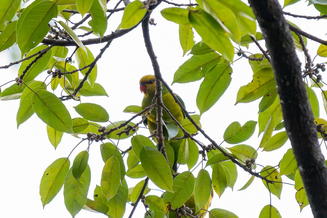 Olive-headed Lorikeet - ML639197878