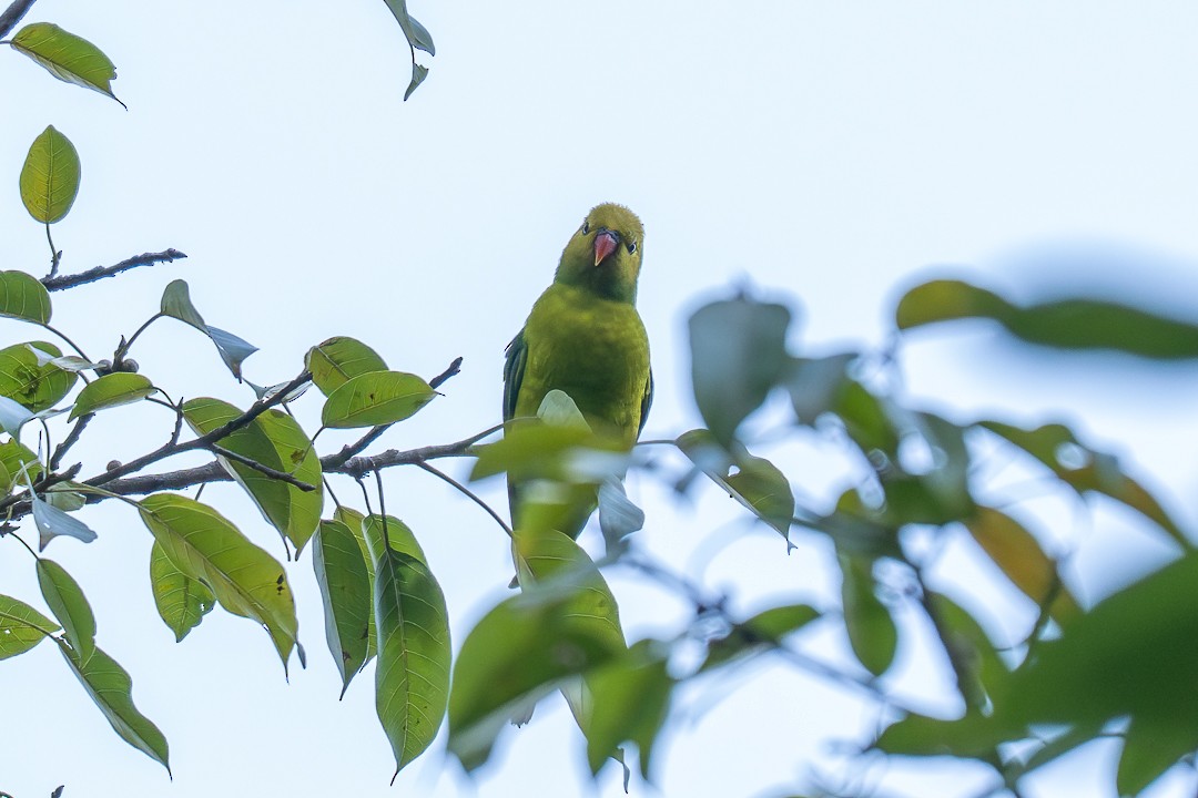 Olive-headed Lorikeet - ML639197897