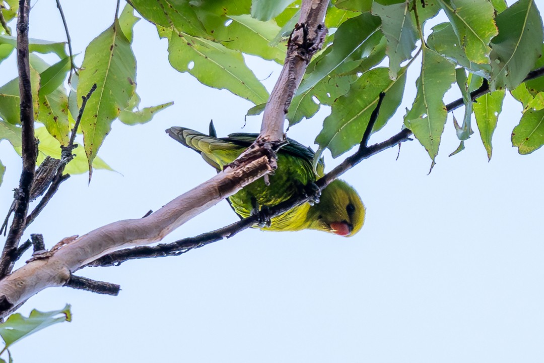 Olive-headed Lorikeet - ML639197907