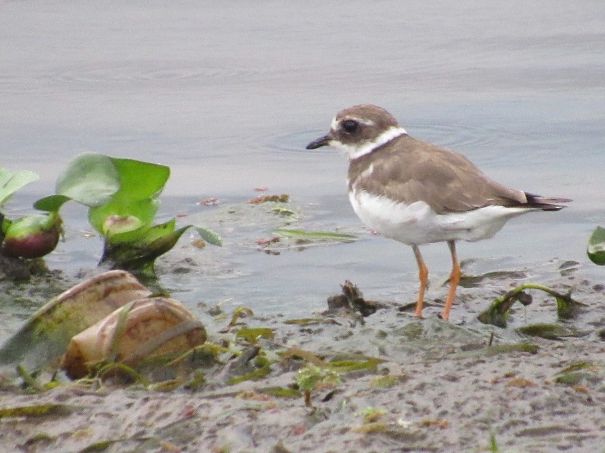 Common Ringed Plover - ML639197923