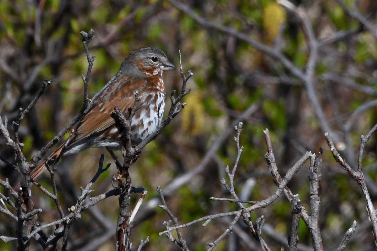 Fox Sparrow - ML639197925