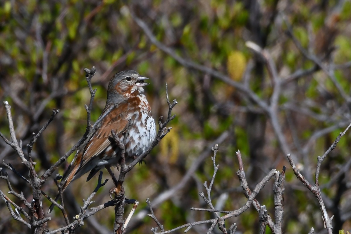 Fox Sparrow - ML639197926
