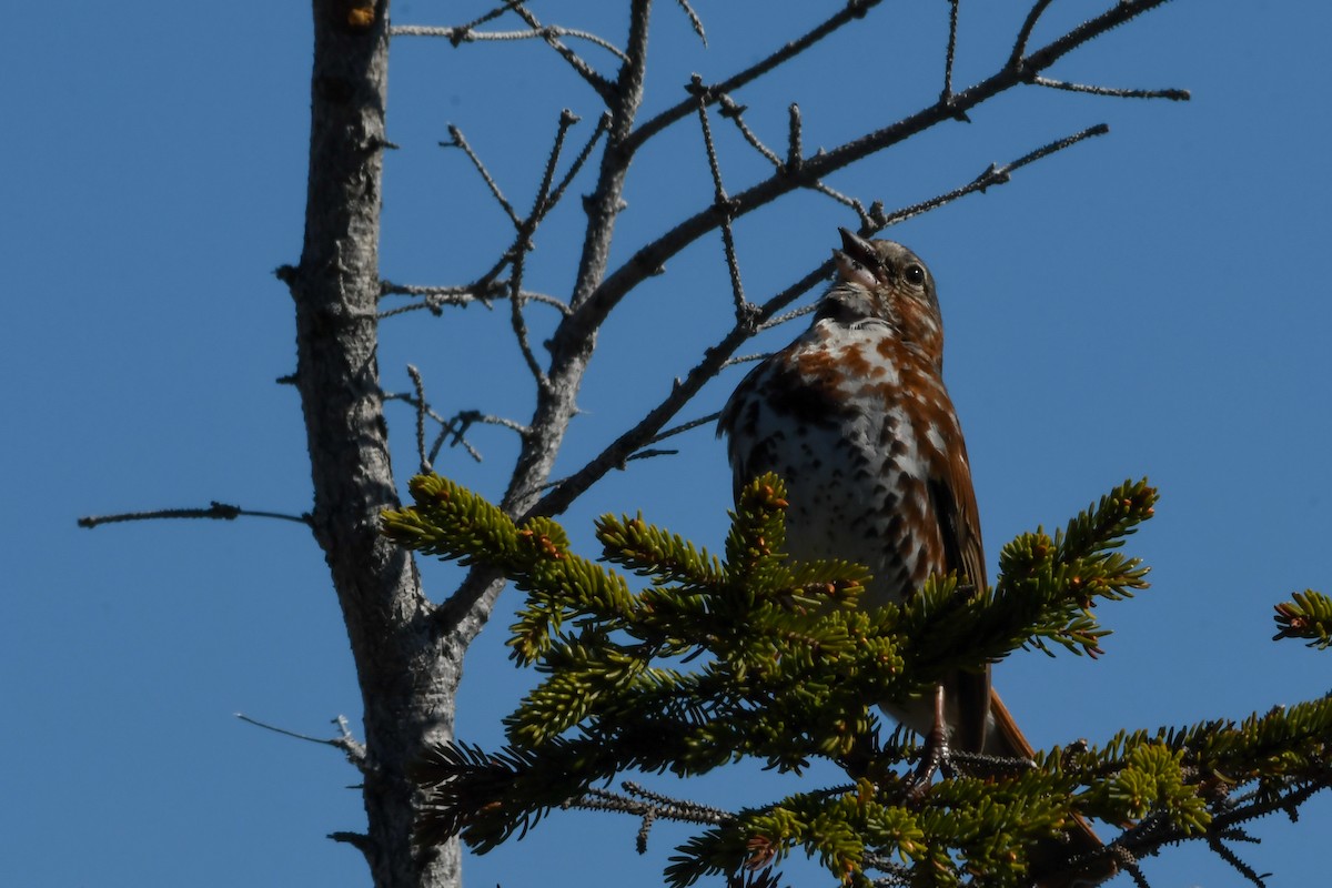 Fox Sparrow - ML639197927