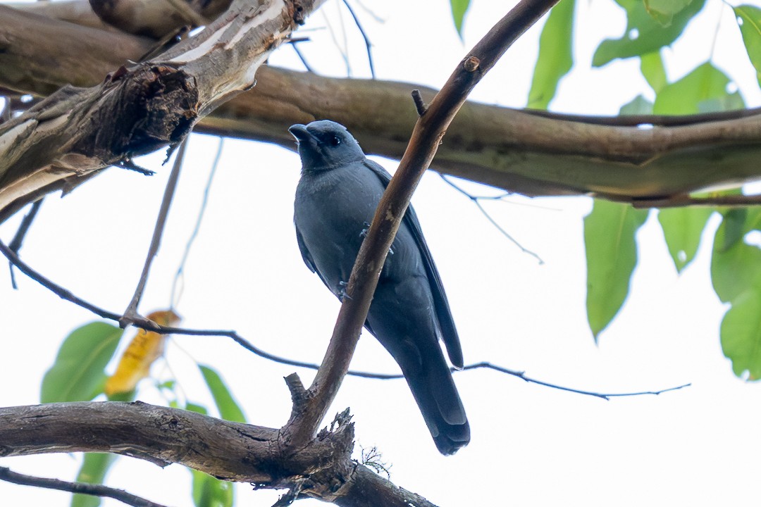 Wallacean Cuckooshrike (Timor) - ML639197954