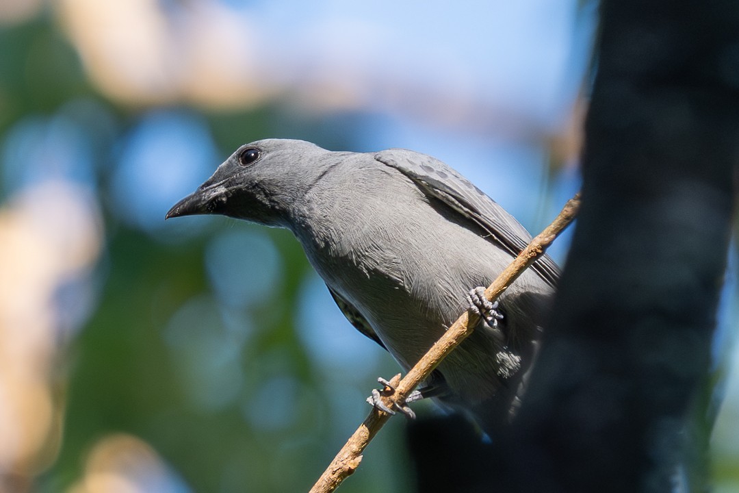 Wallacean Cuckooshrike (Timor) - ML639197962