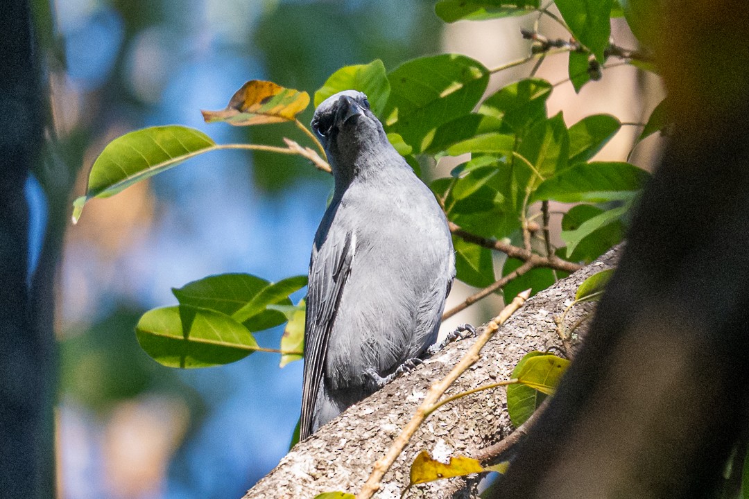 Wallacean Cuckooshrike (Timor) - ML639197963