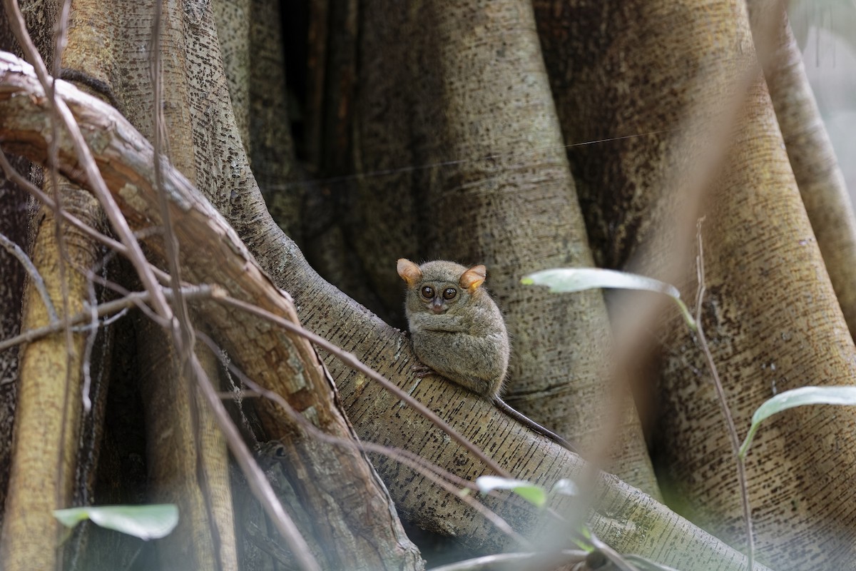Gursky's Spectral Tarsier - Holger Teichmann