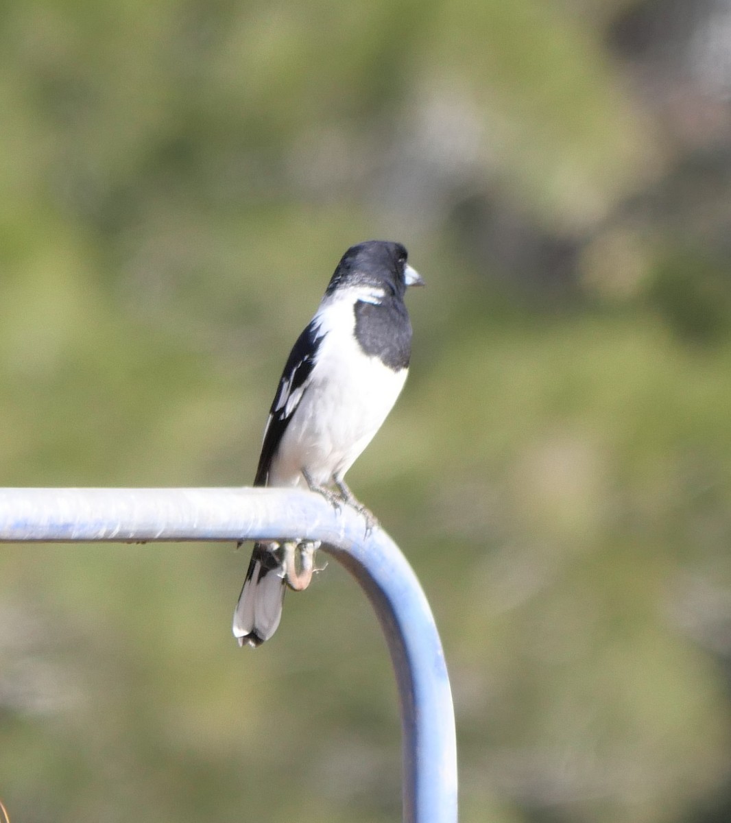 Pied Butcherbird - ML639198183