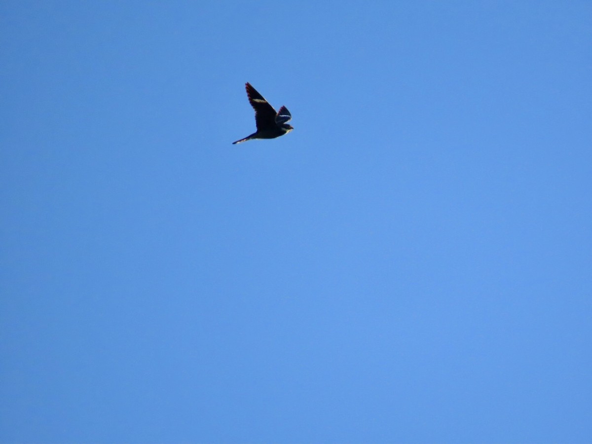 Common Nighthawk - ML639198187
