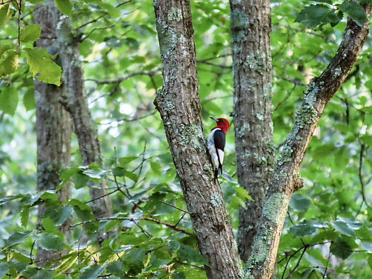 Red-headed Woodpecker - ML639198202