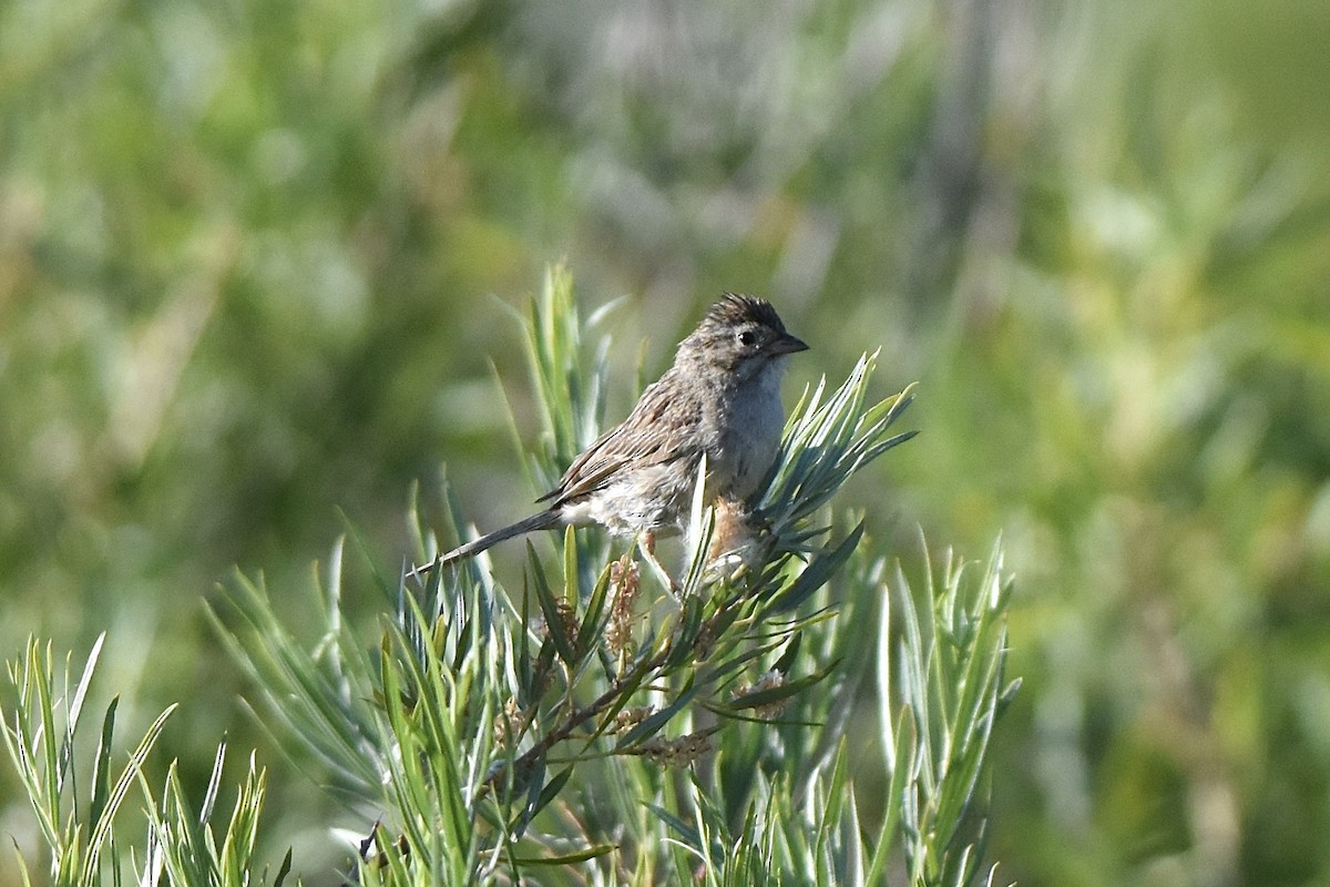 Brewer's Sparrow - ML639198240