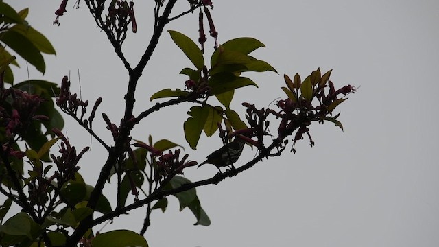 Whitehead's Spiderhunter - ML639198334