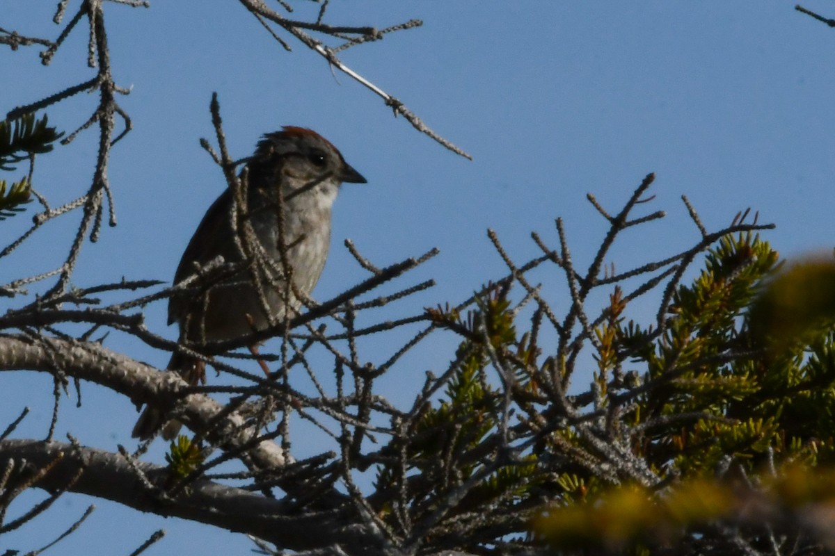 Swamp Sparrow - ML639198393