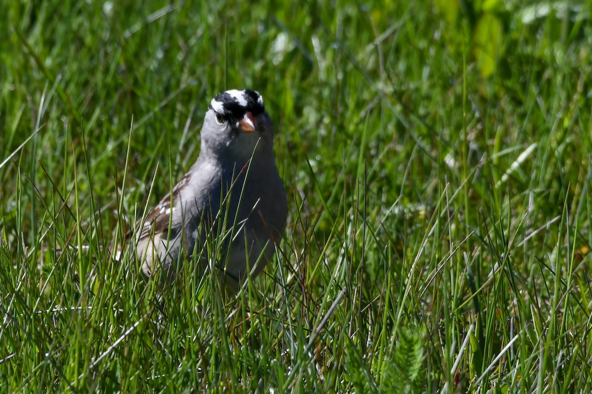 White-crowned Sparrow - ML639198428