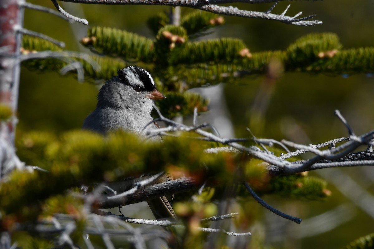 White-crowned Sparrow - ML639198430