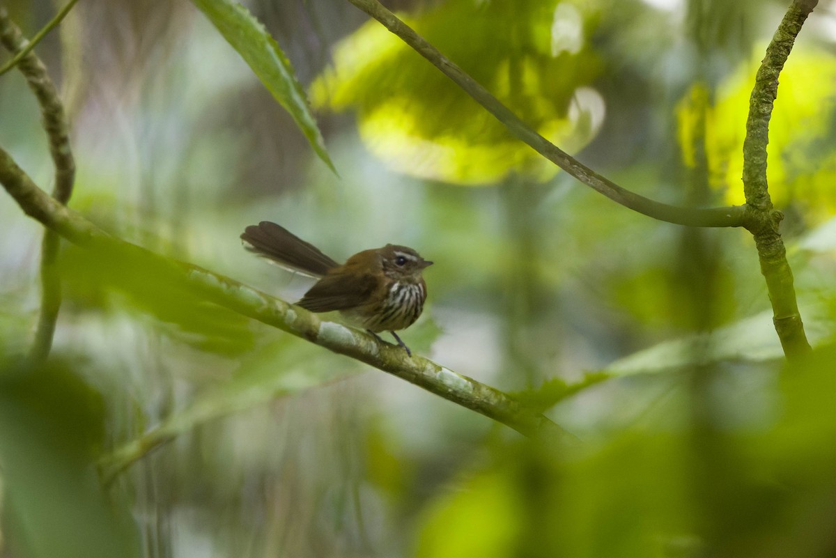 Fiji Streaked Fantail - ML639198440