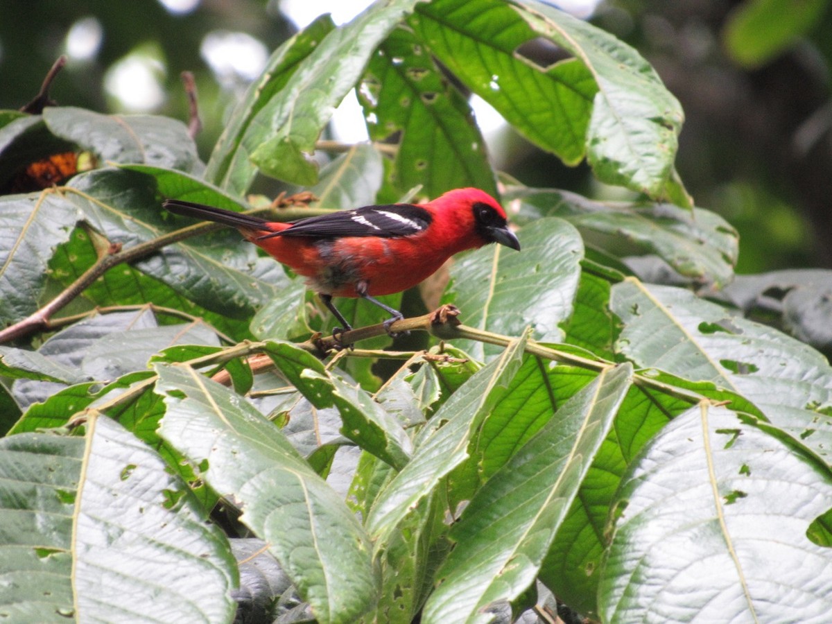White-winged Tanager - ML639198467