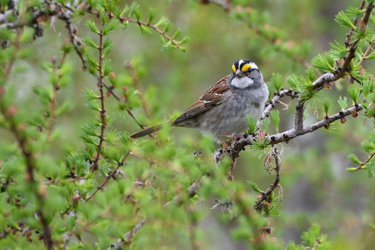 White-throated Sparrow - ML639198479
