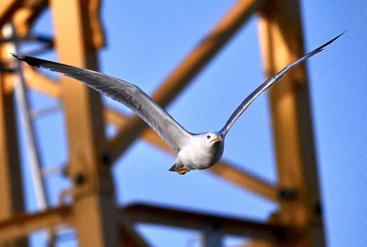 Yellow-legged Gull - ML639198488