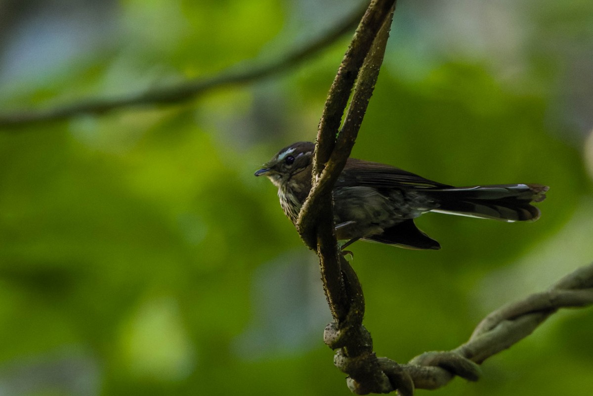 Fiji Streaked Fantail - ML639198703