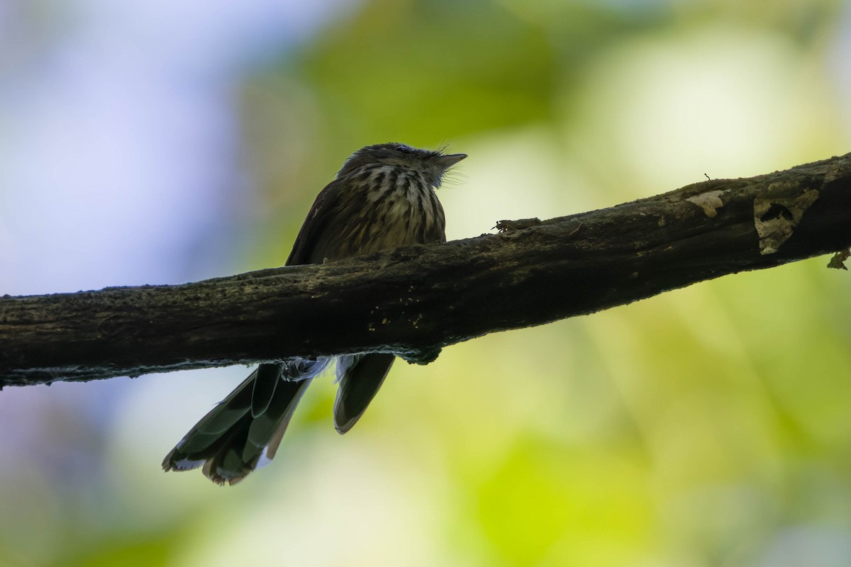 Fiji Streaked Fantail - ML639198704