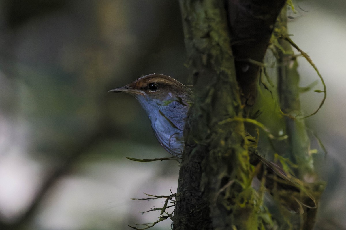 Fiji Bush Warbler - ML639198721