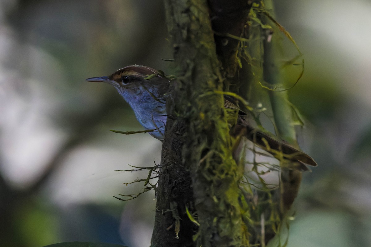 Fiji Bush Warbler - ML639198722