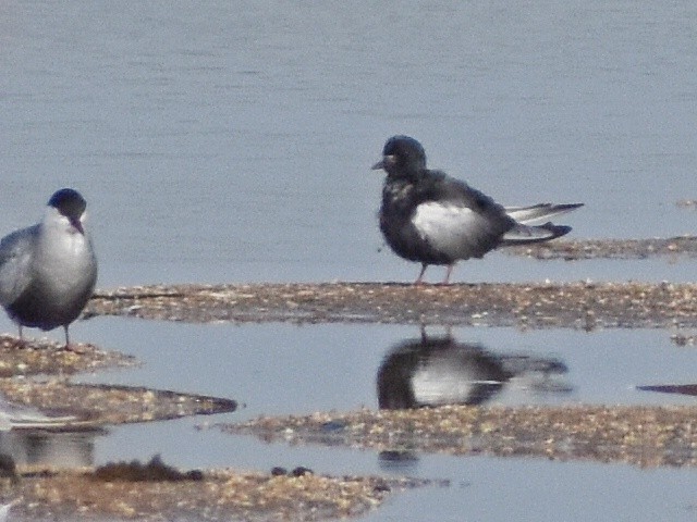 Itsas enara hegalzuria - ML639198771