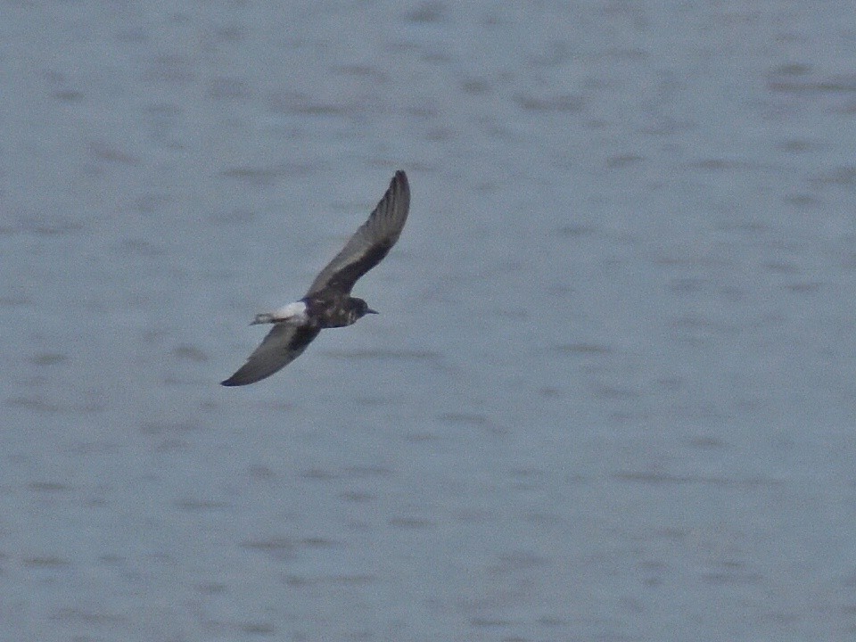 Itsas enara hegalzuria - ML639198772