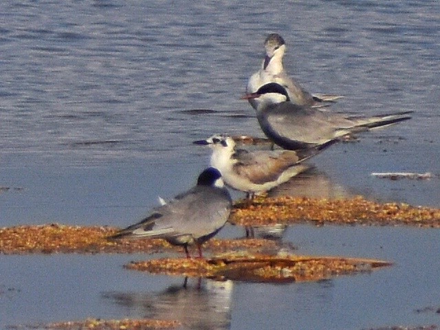 Itsas enara hegalzuria - ML639198776