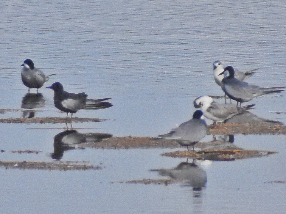 Itsas enara hegalzuria - ML639198777