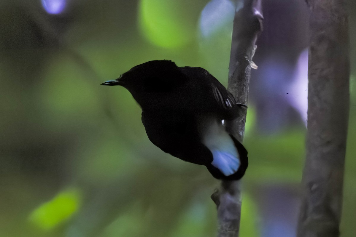 Natewa Silktail - ML639198778