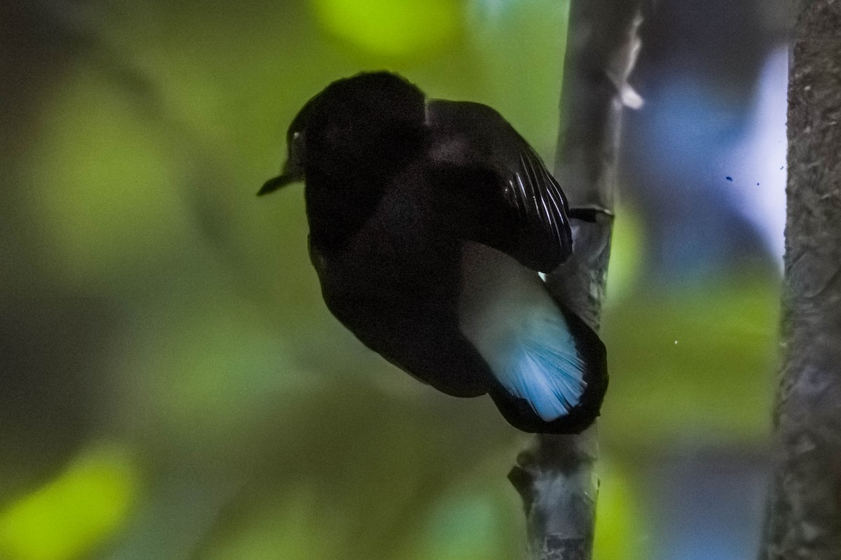 Natewa Silktail - ML639198779