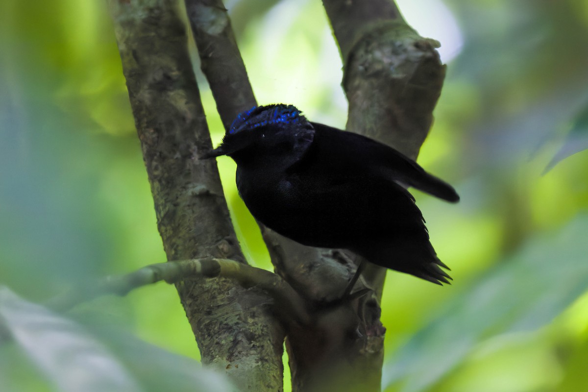 Natewa Silktail - ML639198780