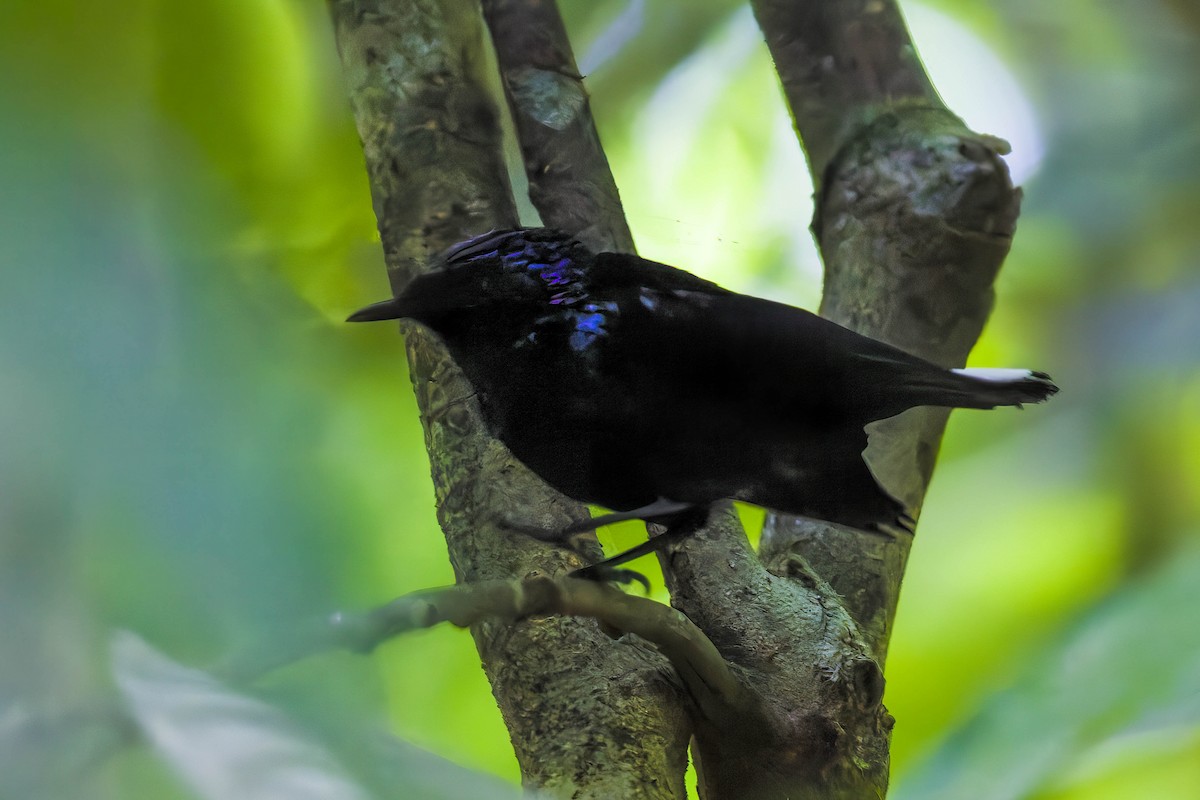 Natewa Silktail - ML639198781