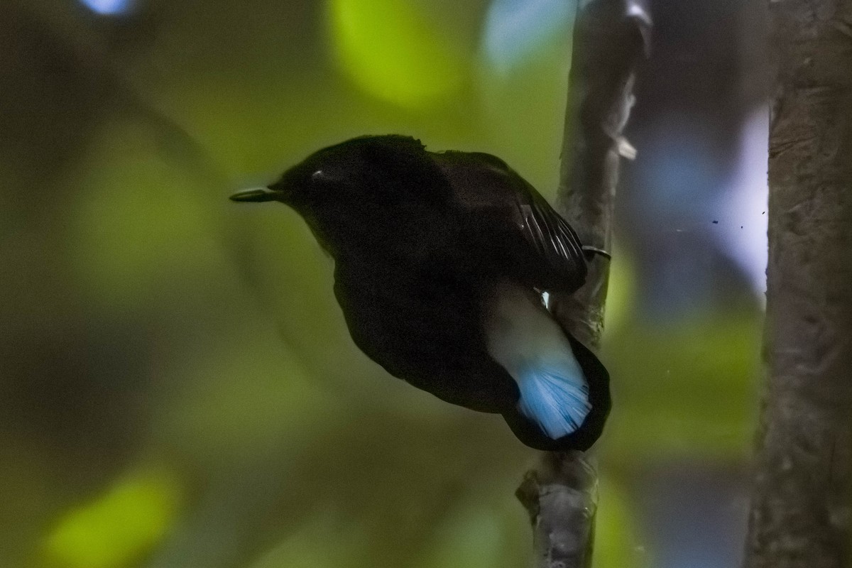 Natewa Silktail - ML639198782