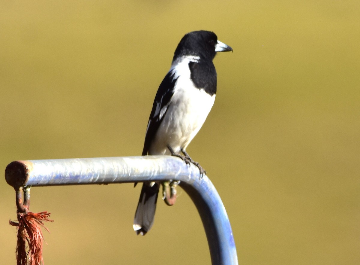 Pied Butcherbird - ML639198815