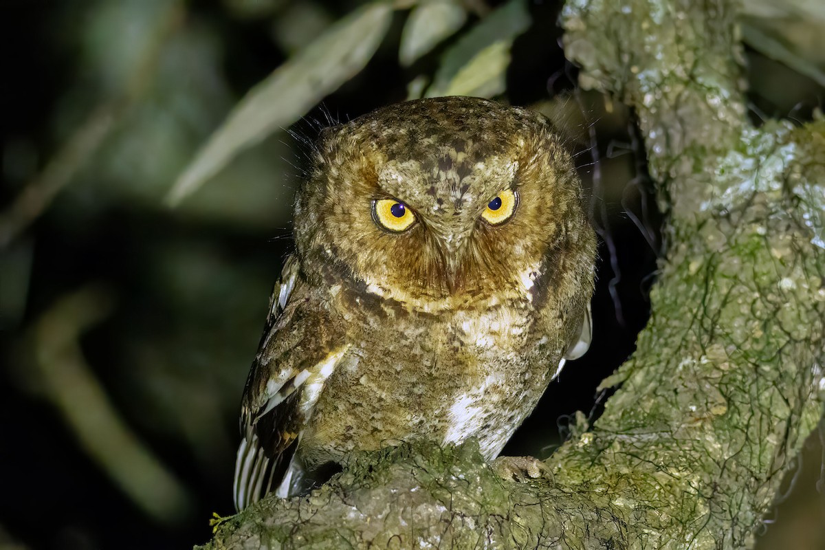 Mountain Scops-Owl - ML639198840