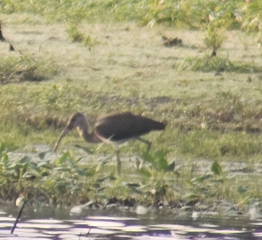 White Ibis - ML639198956