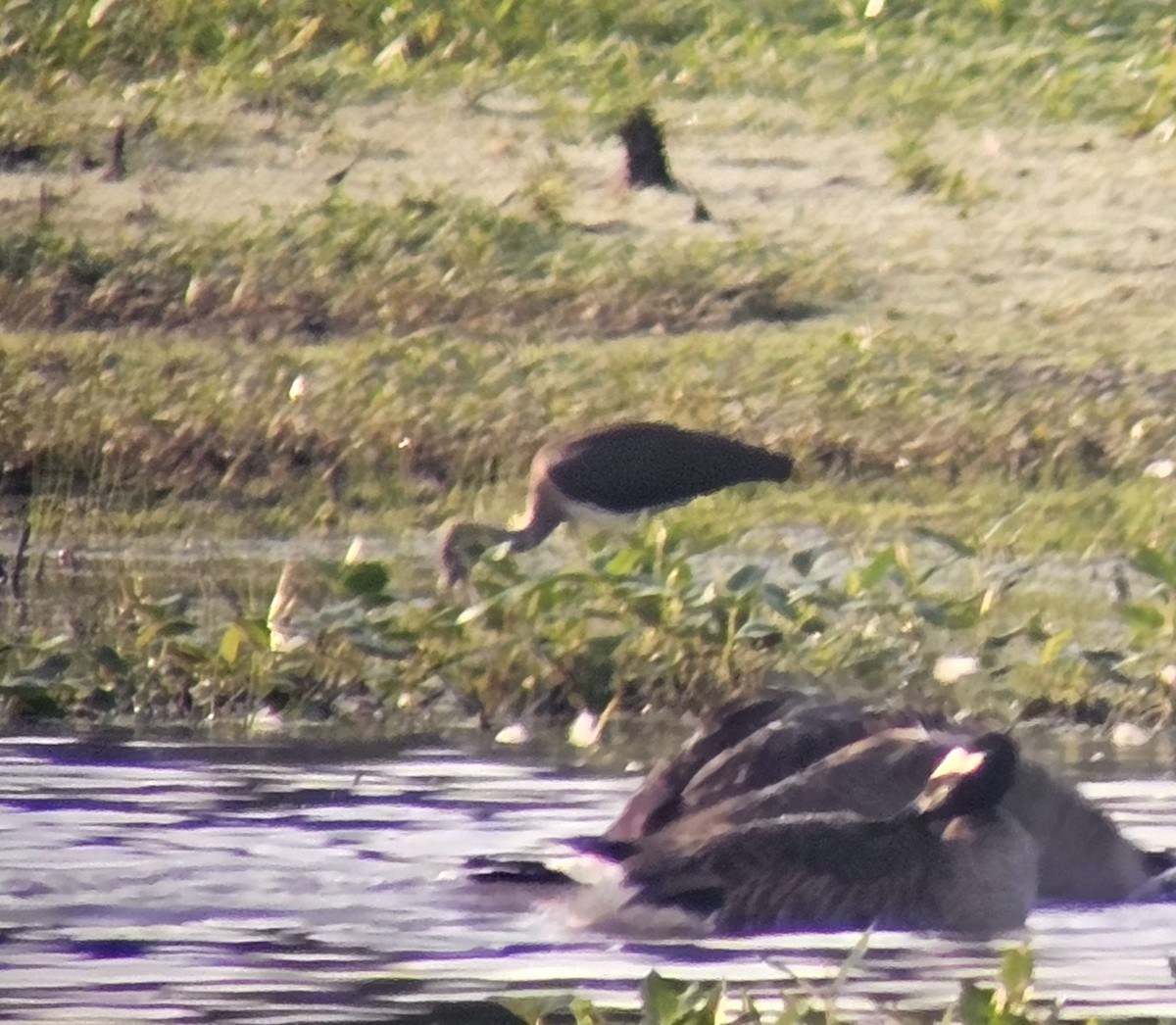 White Ibis - ML639198957